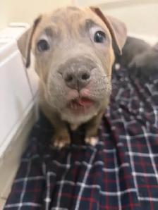 Puppies looking for their forever homes - Photo 7