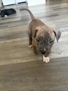 Puppies looking for their forever homes - Photo 8