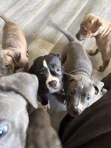 Puppies looking for their forever homes - Photo 10