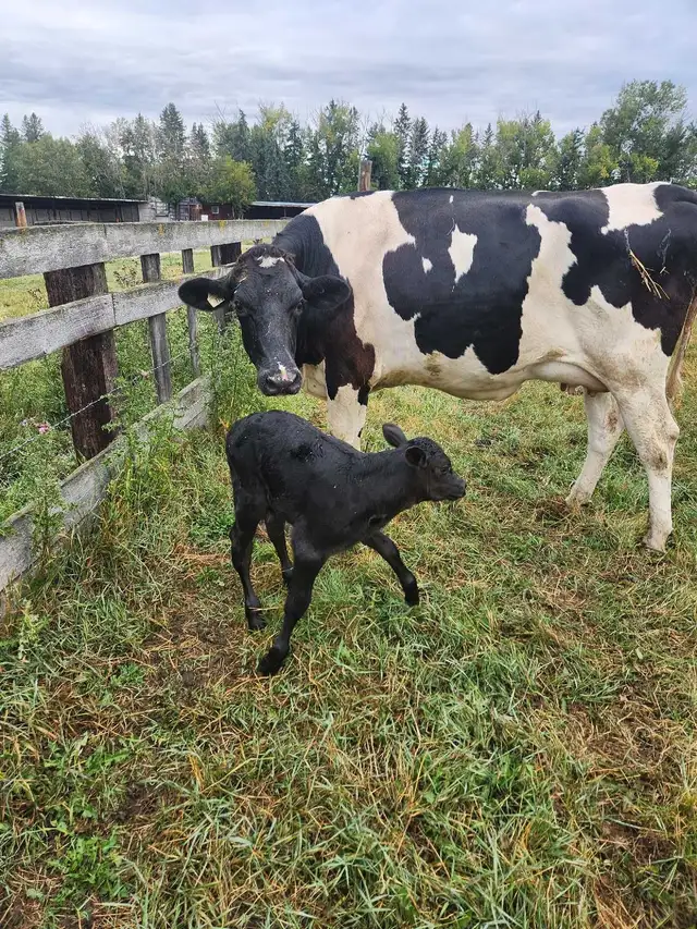 Holstein heifer and bull calf