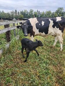 Holstein heifer and bull calf