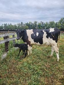 Holstein heifer and bull calf - Photo 2