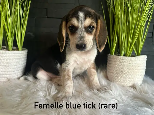 chiots beagles