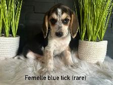 chiots beagles