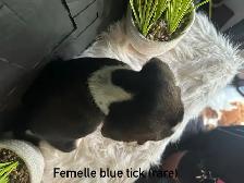 chiots beagles - Photo 2