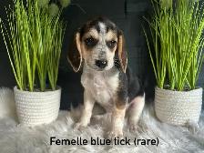 chiots beagles - Photo 3