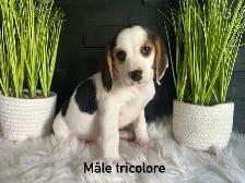 chiots beagles - Photo 4