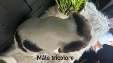 chiots beagles - Photo 5
