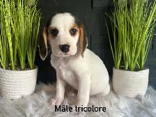 chiots beagles - Photo 6