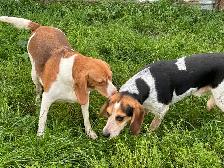 chiots beagles - Photo 7