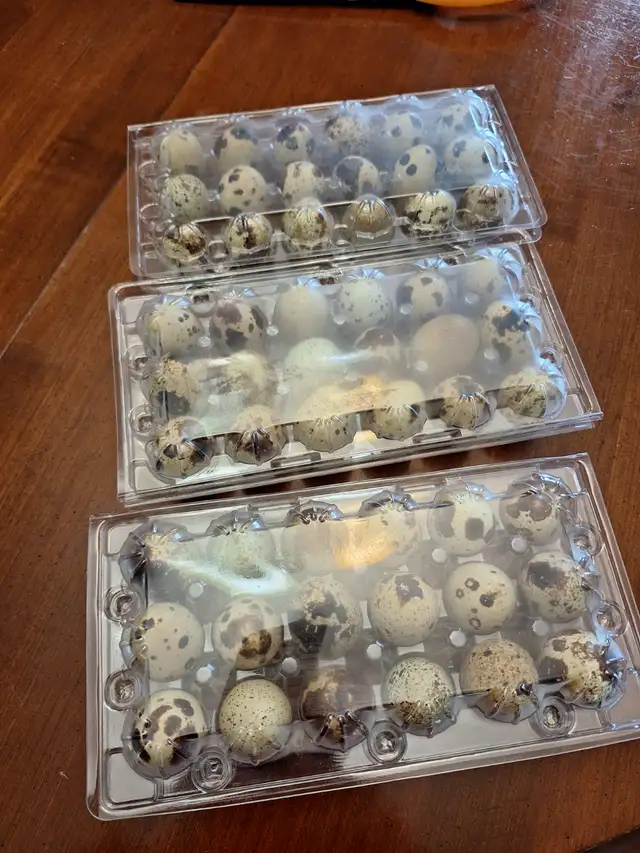 Oeufs de caille frais