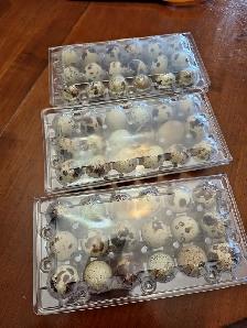 Oeufs de caille frais
