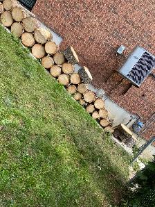 Free Pine Wood - Photo 2