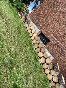 Free Pine Wood - Photo 3