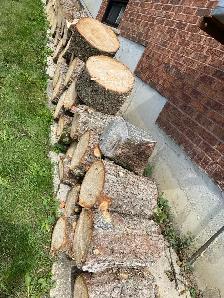 Free Pine Wood - Photo 4