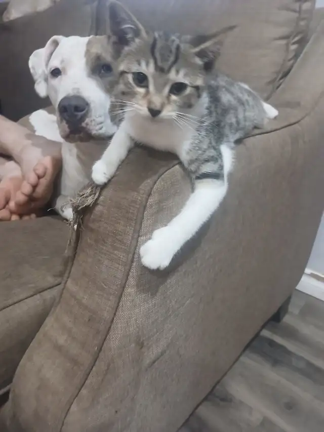Maine coon / savanah kitten