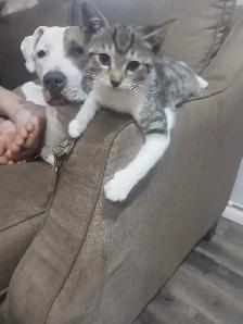 Maine coon / savanah kitten