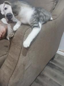 Maine coon / savanah kitten - Photo 2