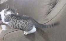 Maine coon / savanah kitten - Photo 3