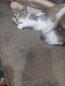 Maine coon / savanah kitten - Photo 5