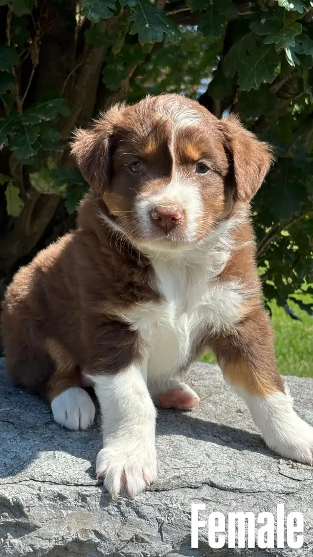 AUSTRALIAN SHEPHERD CROSSED WITH BORDER COLLIE