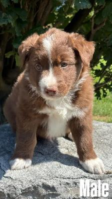 AUSTRALIAN SHEPHERD CROSSED WITH BORDER COLLIE - Photo 2