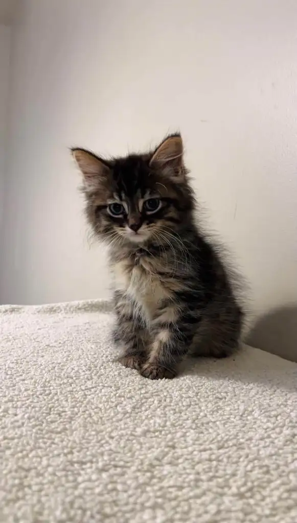 beautiful fluffy male and females kittens