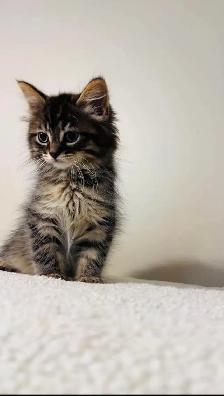 beautiful fluffy male and females kittens - Photo 2