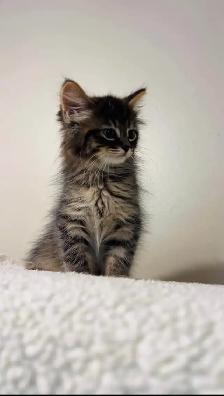 beautiful fluffy male and females kittens - Photo 3