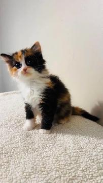 beautiful fluffy male and females kittens - Photo 4