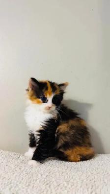 beautiful fluffy male and females kittens - Photo 5