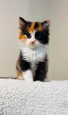 beautiful fluffy male and females kittens - Photo 6