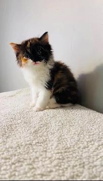 beautiful fluffy male and females kittens - Photo 7