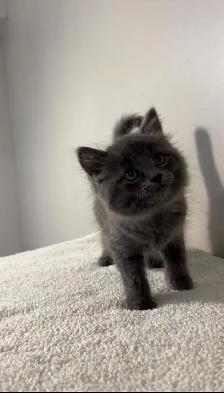 beautiful fluffy male and females kittens - Photo 8