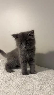 beautiful fluffy male and females kittens - Photo 9