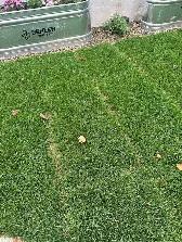 Premium Sod Installation - $2/sq ft (Triple Mix Included!) - Photo 2