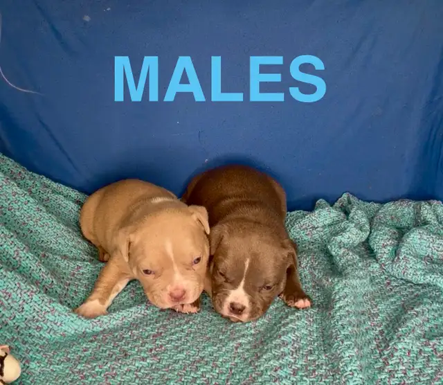 American Bulldog Puppies