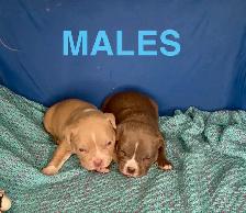 American Bulldog Puppies