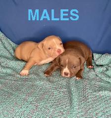 American Bulldog Puppies - Photo 2