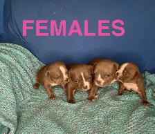 American Bulldog Puppies - Photo 3