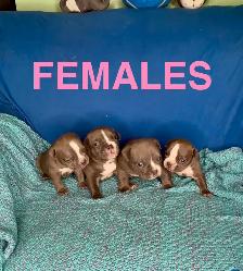 American Bulldog Puppies - Photo 4
