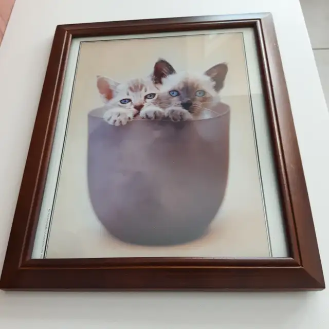 BEAU CADRE VITRÉ 10'x12' MONTRANT 2 CHATS AUX YEUX BLEUS: $15.00