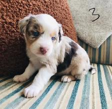 Miniature Australian Shepherd Pups - Photo 3