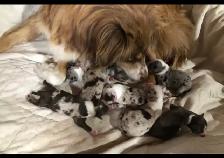 Miniature Australian Shepherd Pups - Photo 8
