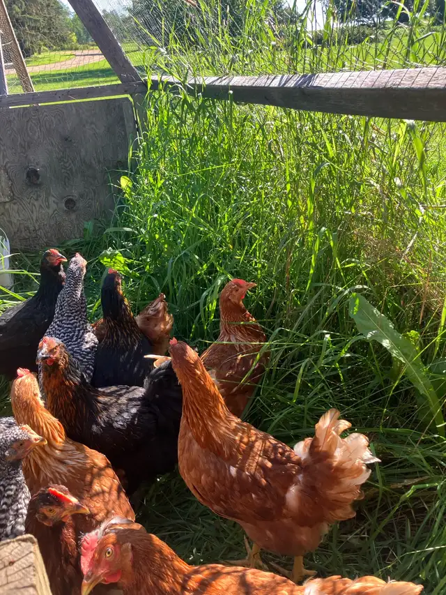 fresh laying hens for sale !
