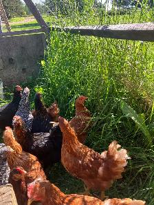 fresh laying hens for sale !