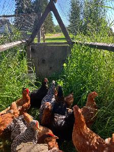 fresh laying hens for sale ! - Photo 2