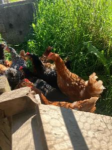 fresh laying hens for sale ! - Photo 3
