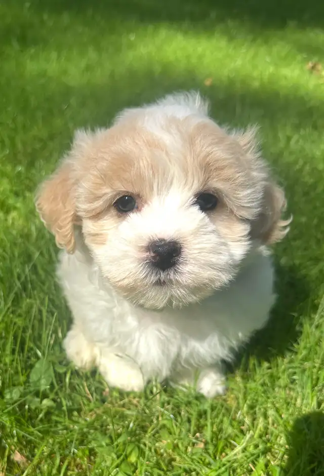 Very Cute and Small Shih-Poo Puppies - 1 Male & 2 Females