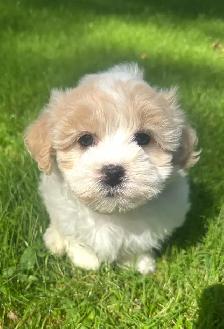 Very Cute and Small Shih-Poo Puppies - 1 Male & 2 Females